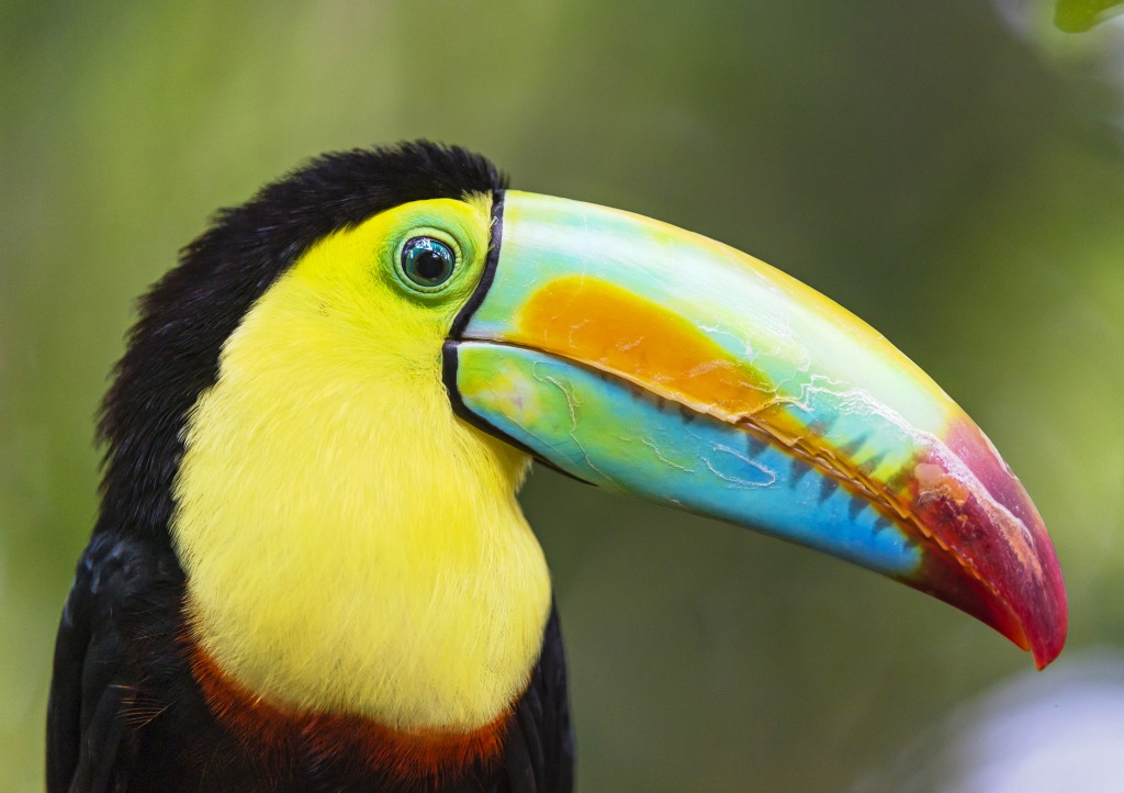 Toucan Portrait jigsaw puzzle in Animals puzzles on TheJigsawPuzzles.com