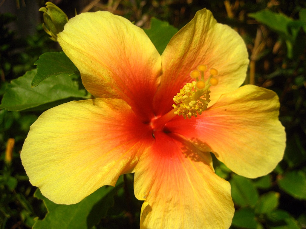 Hibiscus jigsaw puzzle in Fleurs puzzles on TheJigsawPuzzles.com