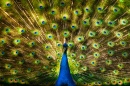 Peacock in Toronto Zoo