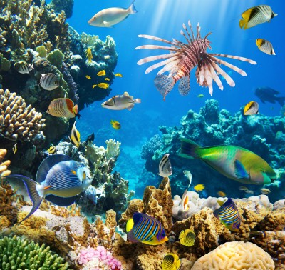 Tropical Fish on a Coral Reef jigsaw puzzle in Under the Sea puzzles on ...