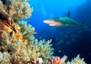 Shark in the Red Sea