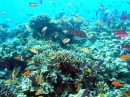 Great Barrier Reef Scene
