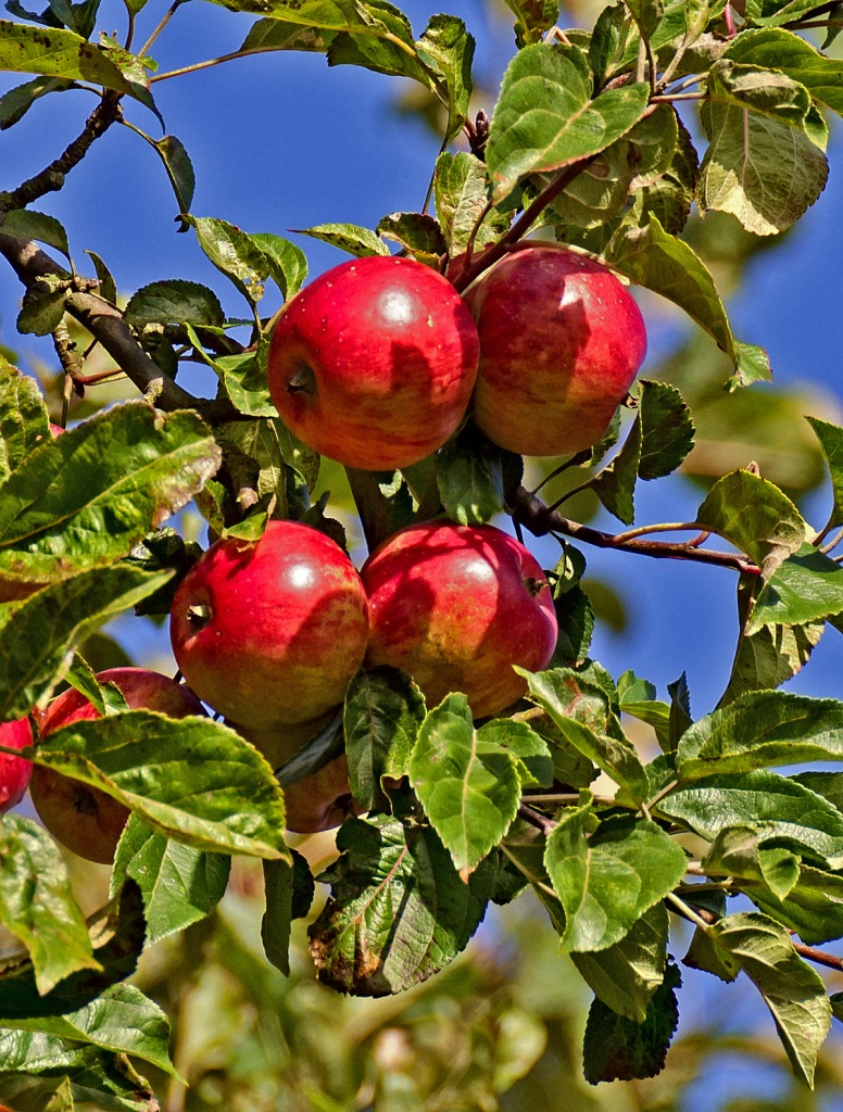 Apple-tree jigsaw puzzle in Fruits & Veggies puzzles on TheJigsawPuzzles.com