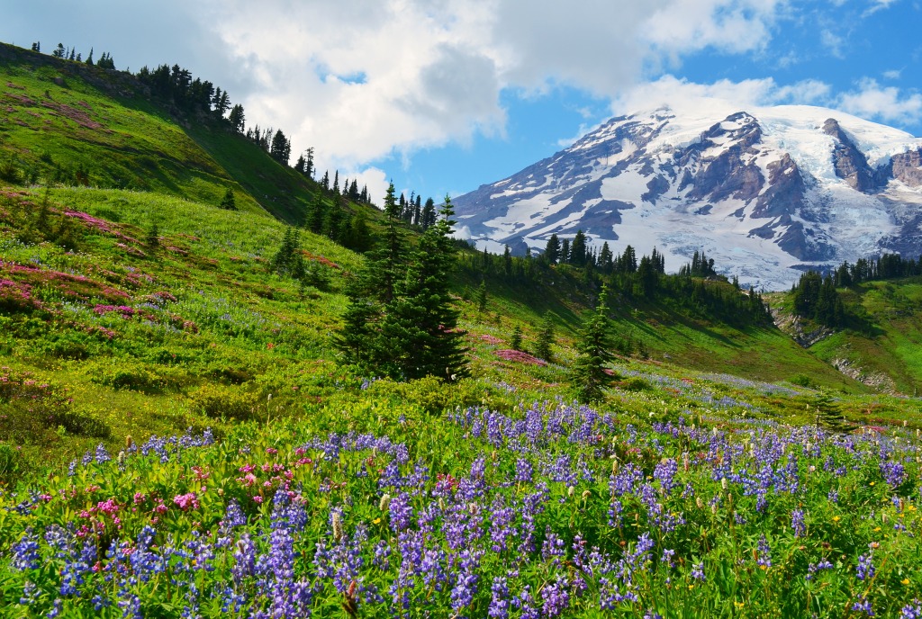 Mt. Rainier National Park jigsaw puzzle in Great Sightings puzzles on TheJigsawPuzzles.com