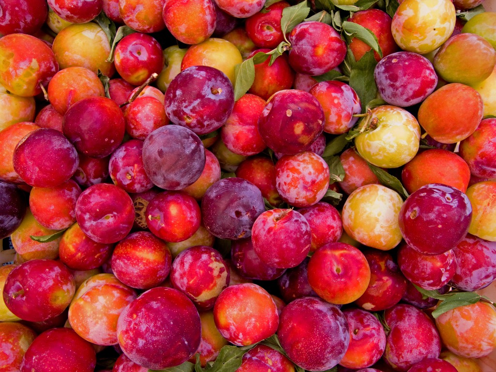 Yellow and Red Plums jigsaw puzzle in Fruits & Veggies puzzles on TheJigsawPuzzles.com