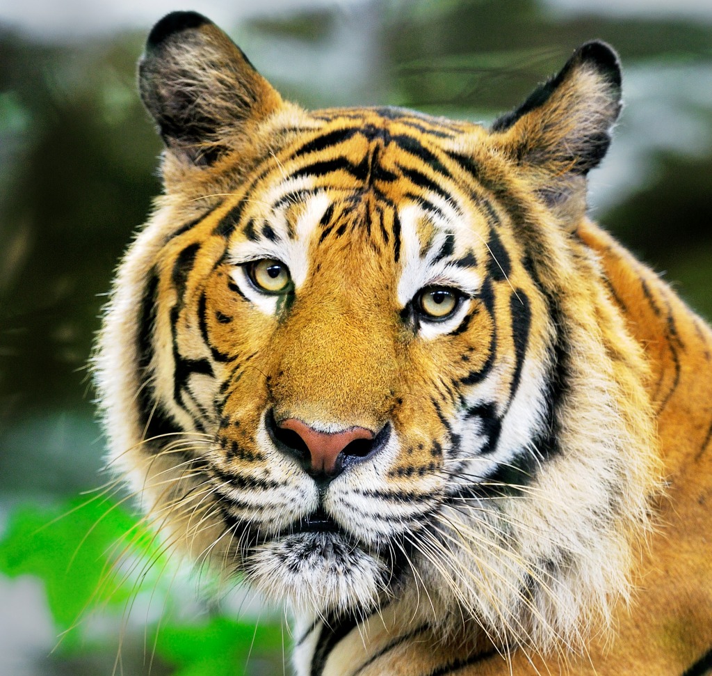 Tigergesicht jigsaw puzzle in Tiere puzzles on TheJigsawPuzzles.com