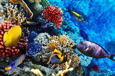 Red Sea, Egypt jigsaw puzzle in Under the Sea puzzles on ...