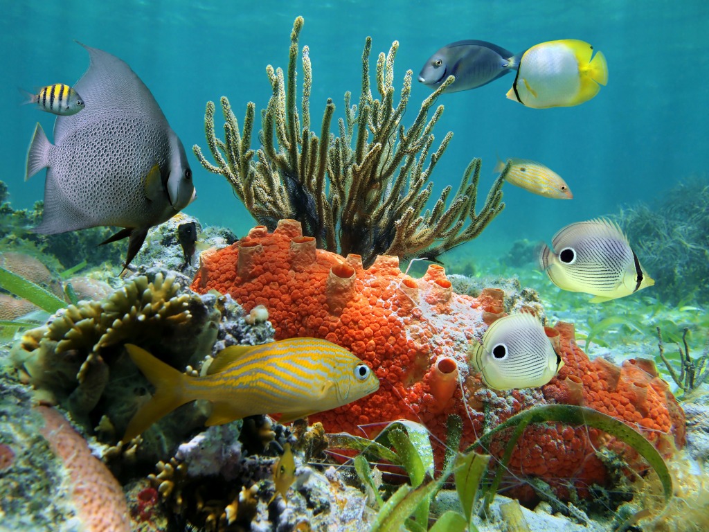 Récif coralien, Mer des Caraïbes jigsaw puzzle in Sous les mers puzzles on TheJigsawPuzzles.com