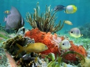 Coral Reef, Caribbean Sea