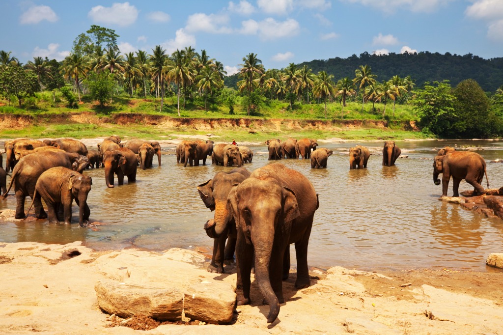 Elephants in Sri Lanka jigsaw puzzle in Animals puzzles on TheJigsawPuzzles.com