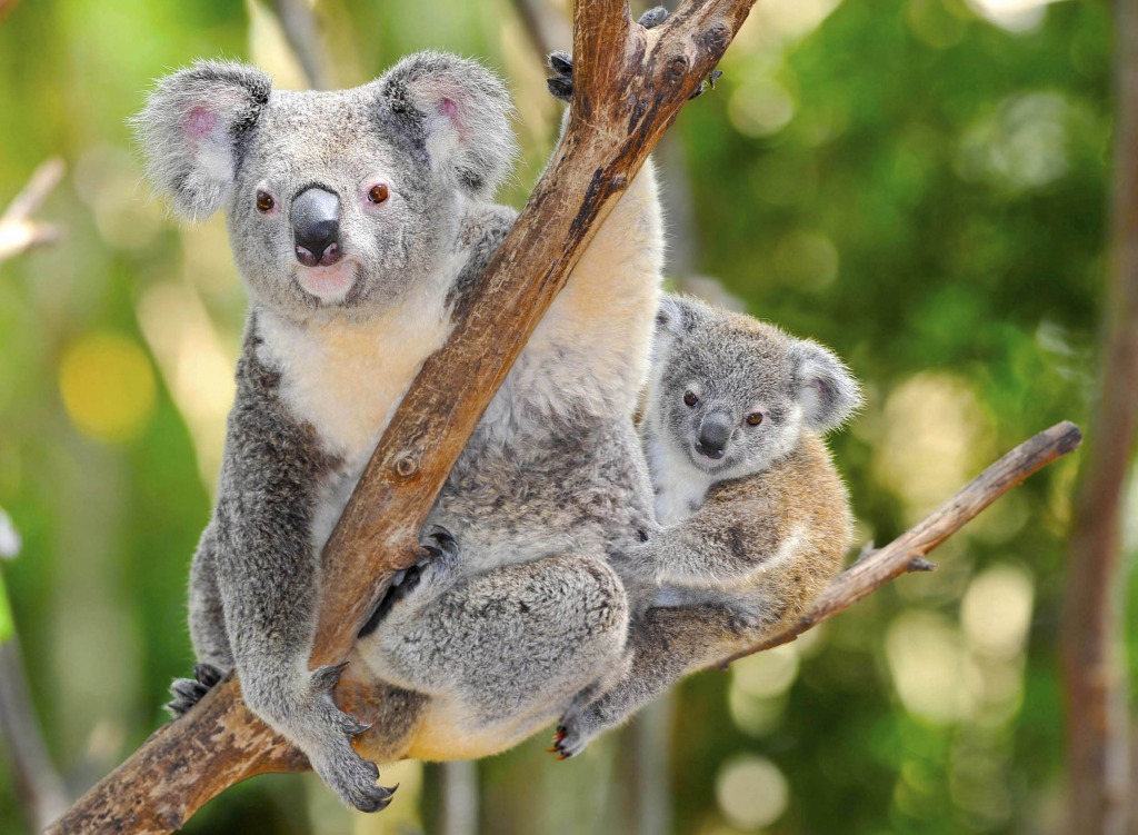 Australischer Koala-Bär jigsaw puzzle in Tiere puzzles on TheJigsawPuzzles.com