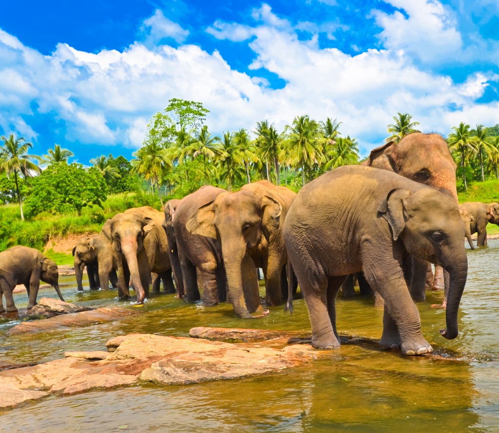 Elephant Group in the Water, Sri Lanka jigsaw puzzle in Animals puzzles on TheJigsawPuzzles.com
