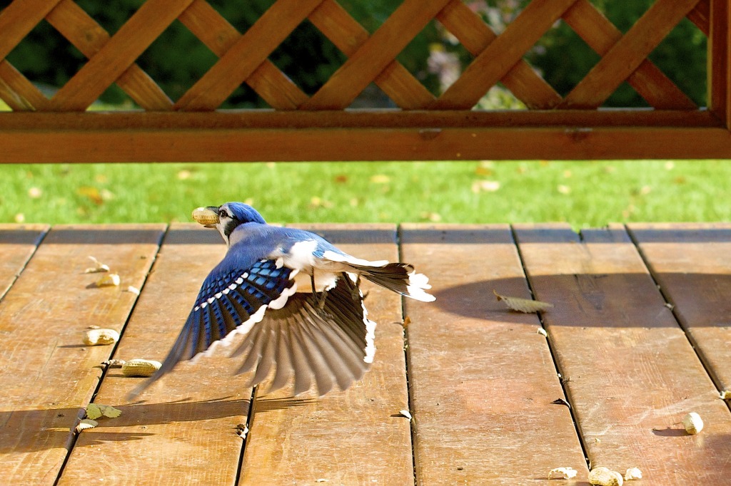 A Blue Jay Fly Past jigsaw puzzle in Animals puzzles on TheJigsawPuzzles.com
