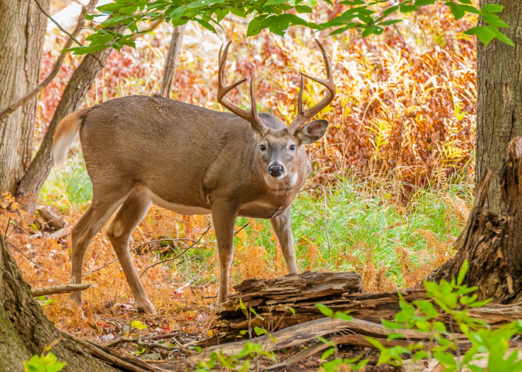 Whitetail Deer Buck jigsaw puzzle in Animals puzzles on ...