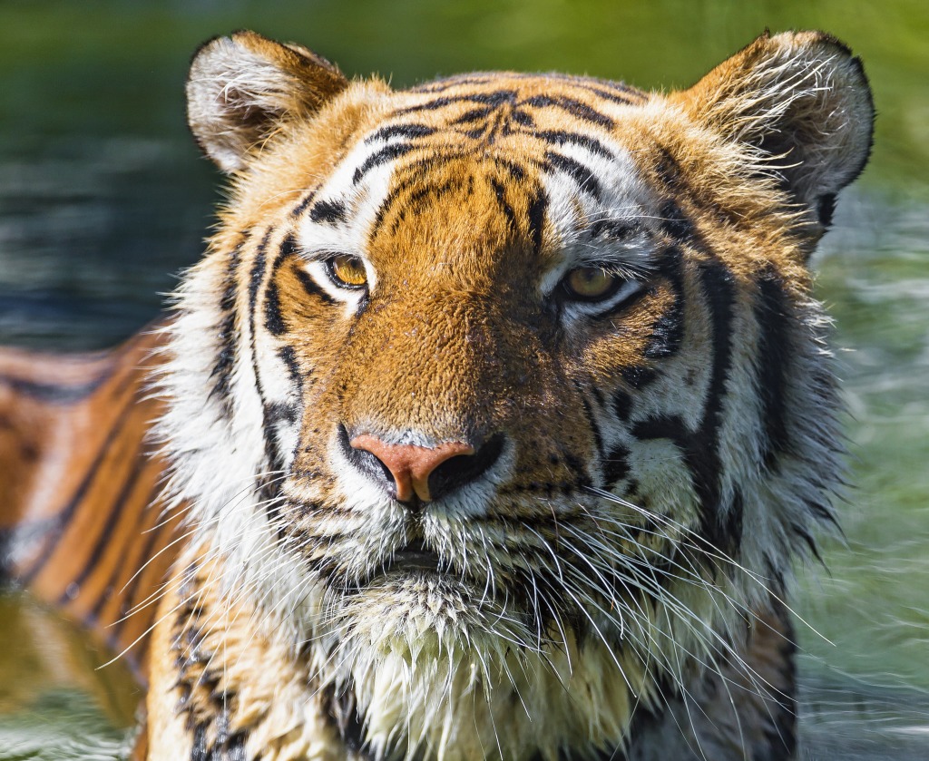 Bengal Tiger in the Water jigsaw puzzle in Puzzle of the Day puzzles on TheJigsawPuzzles.com