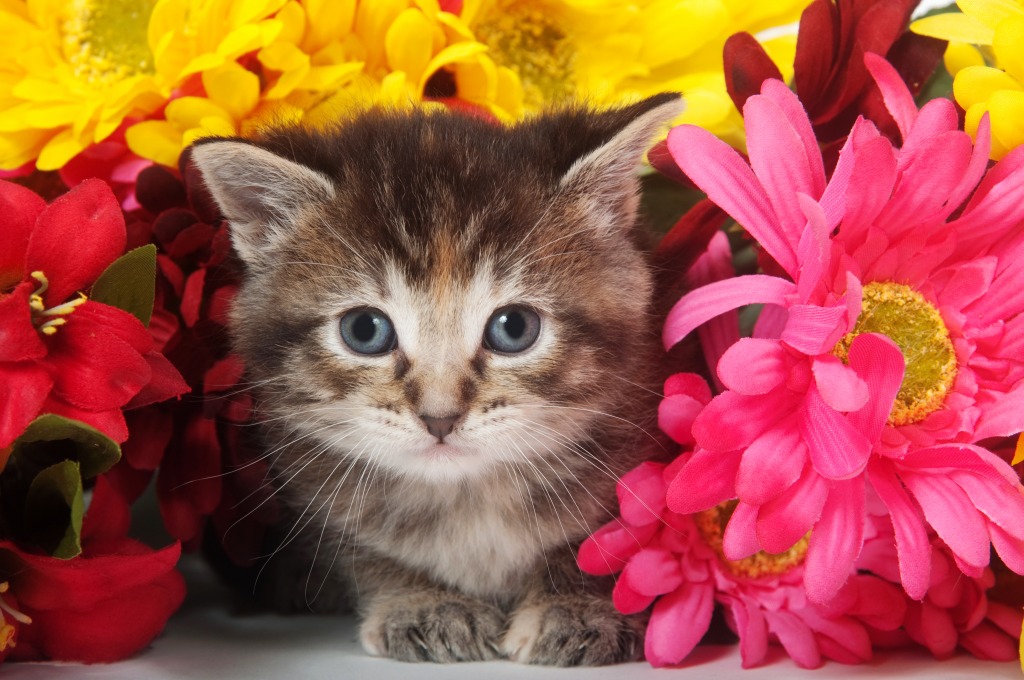 Tabby Kitten jigsaw puzzle in Flowers puzzles on TheJigsawPuzzles.com