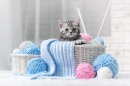 Gray Striped Kitten