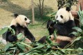 Two Giant Pandas Eating