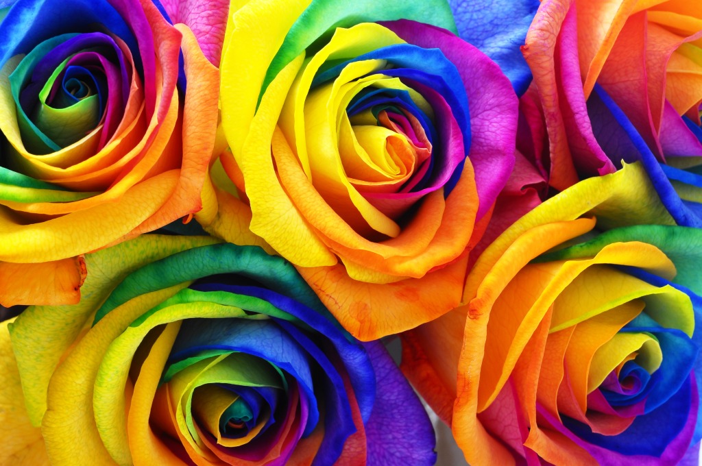 Rainbow Rose jigsaw puzzle in Macrophotographie puzzles on TheJigsawPuzzles.com