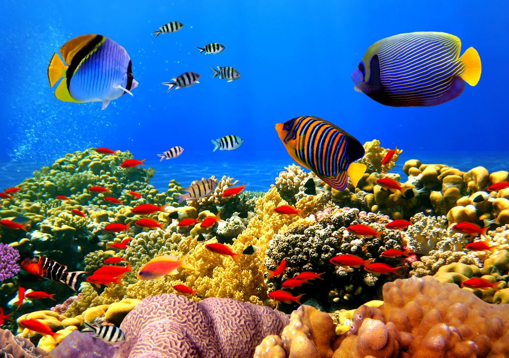 Coral Colony on a Reef, Egypt jigsaw puzzle in Under the Sea puzzles on ...