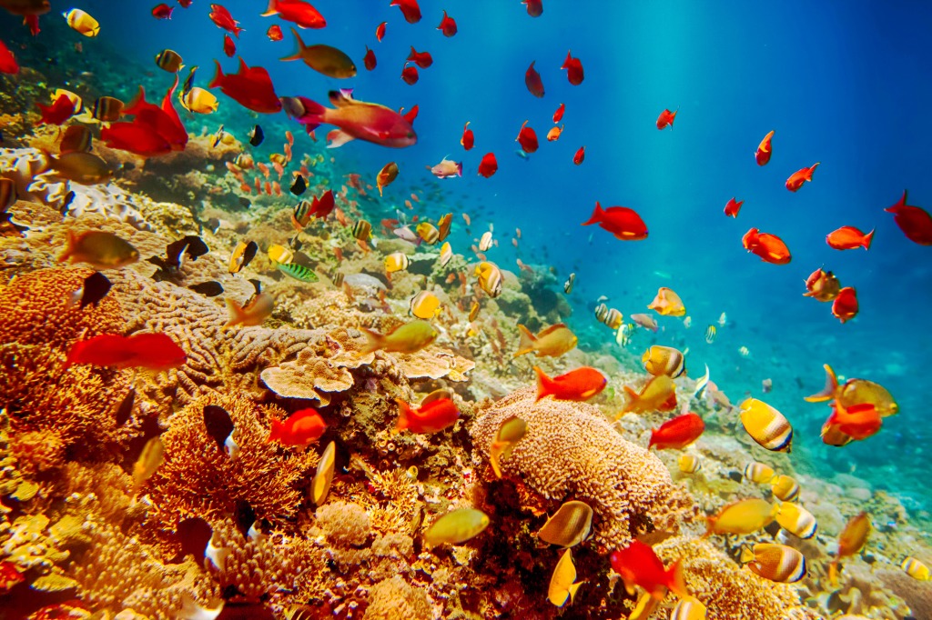 Nusa Lembongan Island, Indonesia jigsaw puzzle in Under the Sea puzzles on TheJigsawPuzzles.com