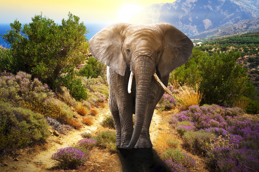 Elefant bei Sonnenuntergang jigsaw puzzle in Tiere puzzles on TheJigsawPuzzles.com