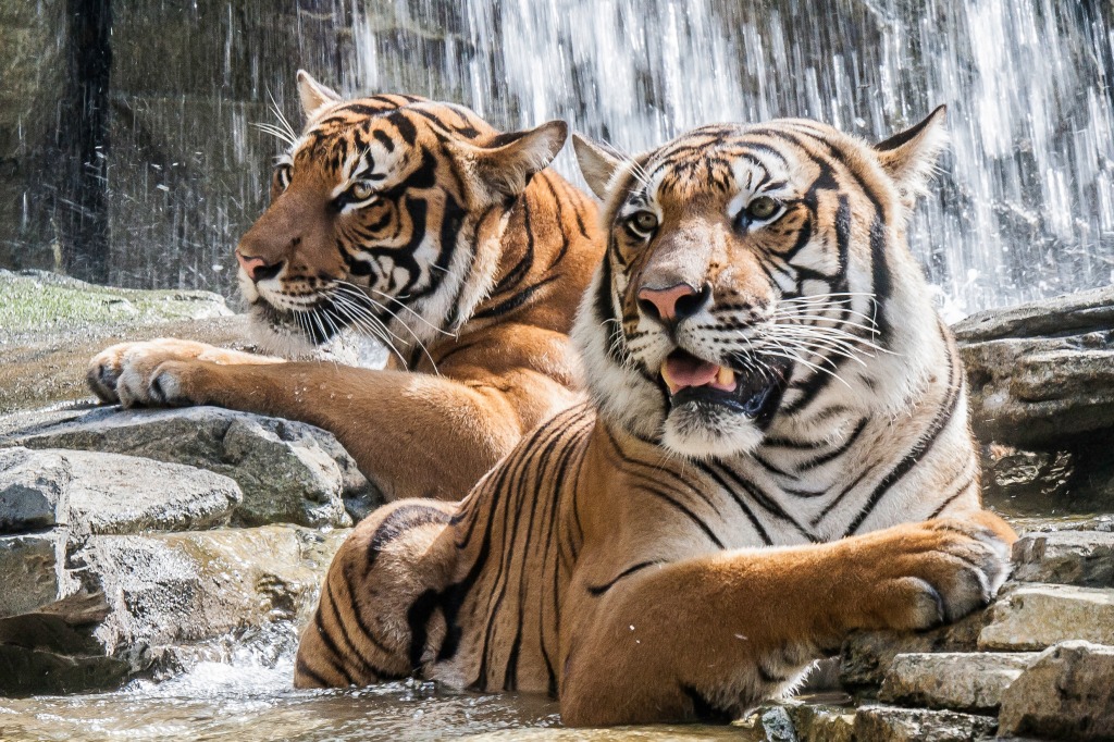 Tigers Taking a Bath jigsaw puzzle in Animals puzzles on TheJigsawPuzzles.com