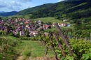 In the Vines around Riquewihr, France