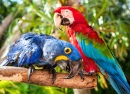 Colorful Couple Macaws