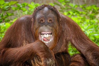 Portrait of Laughing Orangutan jigsaw puzzle in Animals puzzles on ...