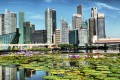 Lotus Flowers and Singapore skyline