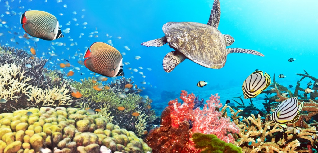 Panorama d'un récif de corail jigsaw puzzle in Sous les mers puzzles on TheJigsawPuzzles.com