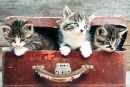 Curiosity Kittens