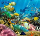 Coral Reef With Tropical Fish