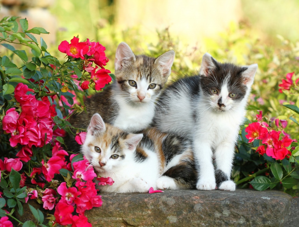 Three Little Kittens jigsaw puzzle in Animals puzzles on TheJigsawPuzzles.com