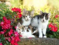 Three Little Kittens
