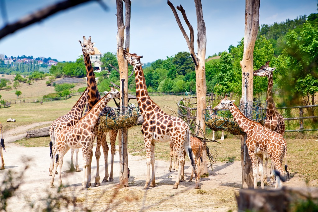 Feeding Time For Giraffes jigsaw puzzle in Animals puzzles on TheJigsawPuzzles.com