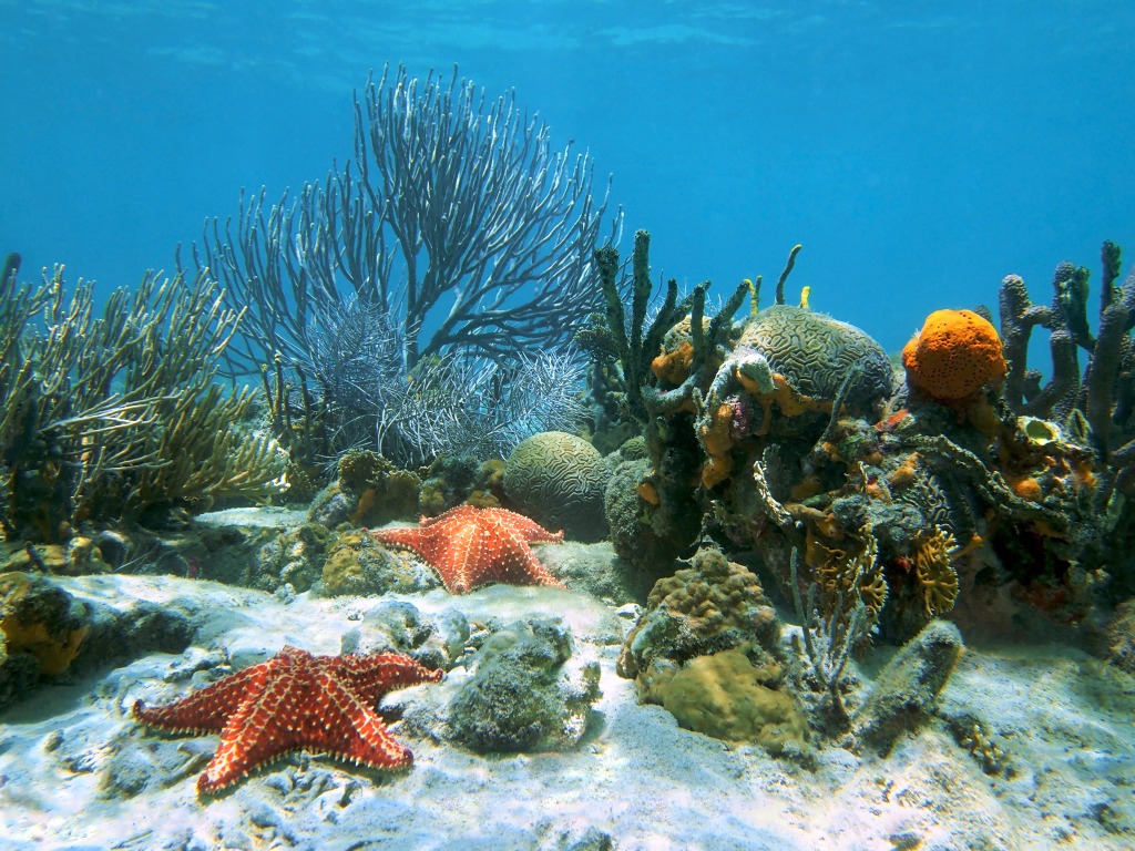 Meeresboden mit Korallen und Seestern jigsaw puzzle in Unter dem Meer puzzles on TheJigsawPuzzles.com