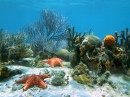 Seabed With Coral and Starfish