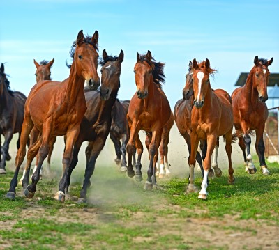 Herd of Hurrying Horse jigsaw puzzle in Animals puzzles on ...