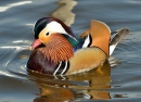 Mandarin Duck