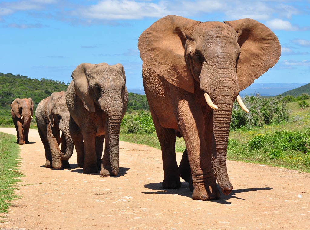 Herd of African Elephants Walking jigsaw puzzle in Animals puzzles on TheJigsawPuzzles.com