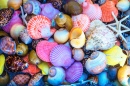 Colorful Sea Shells