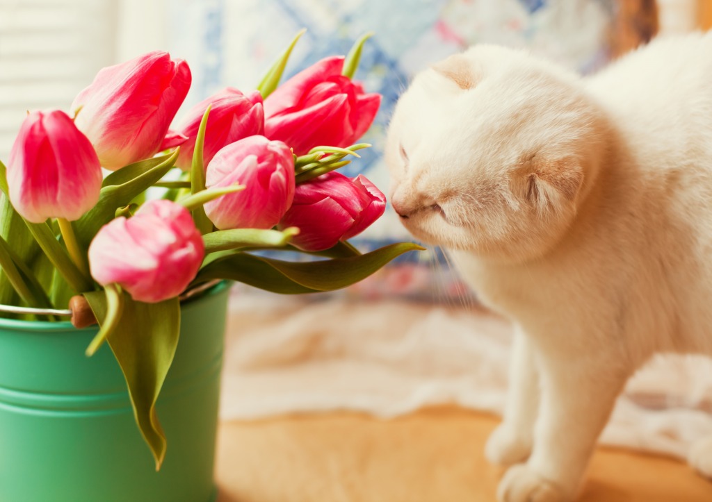 Pink Tulips and White Cat jigsaw puzzle in Animals puzzles on TheJigsawPuzzles.com