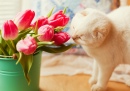 Pink Tulips and White Cat