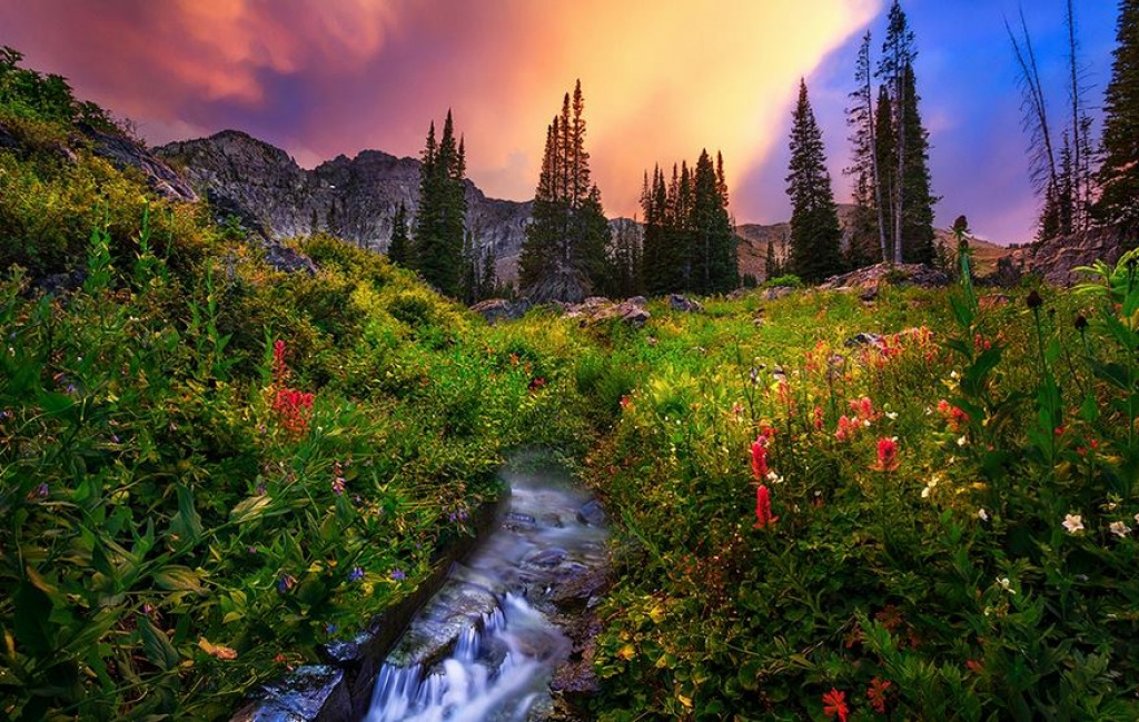 Wildflowers & Sunset jigsaw puzzle in Doug Hickey puzzles on TheJigsawPuzzles.com