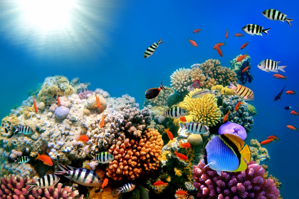 Bright Colors of the Coral Reef jigsaw puzzle in Under the Sea puzzles on TheJigsawPuzzles.com