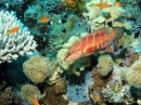 Shelenyat Reef, Red Sea, Egypt