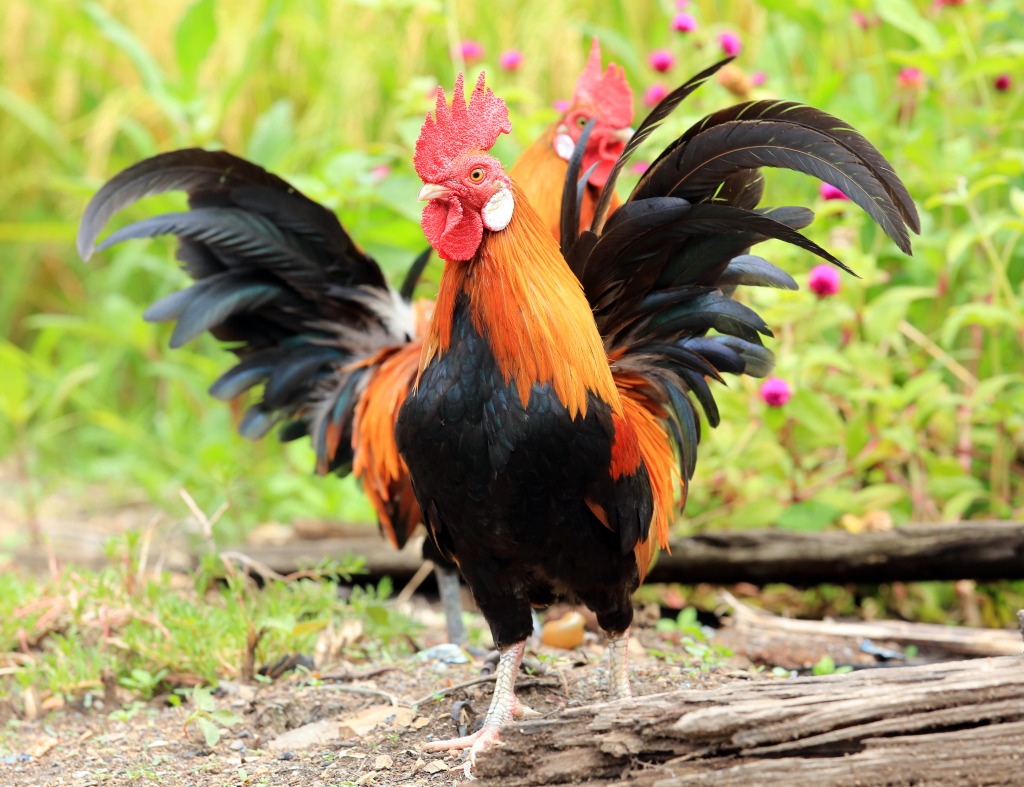 Beautiful Rooster jigsaw puzzle in Animals puzzles on TheJigsawPuzzles.com