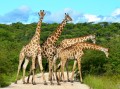 Giraffes Overcrowding
